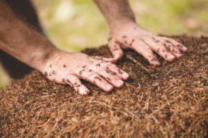 Read more about the article Fire Ant Allergic Reactions: How To Recognize And Respond